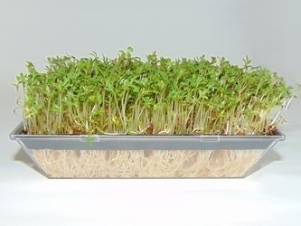 Kiełkownica duża Artgos Eskot